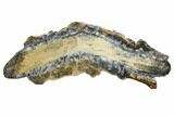 Mammoth Molar Slice With Case - South Carolina #144342-1